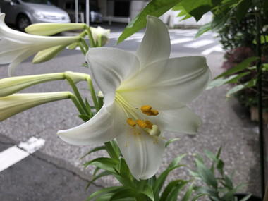 大きな百合の花が浮き出るワンピース-